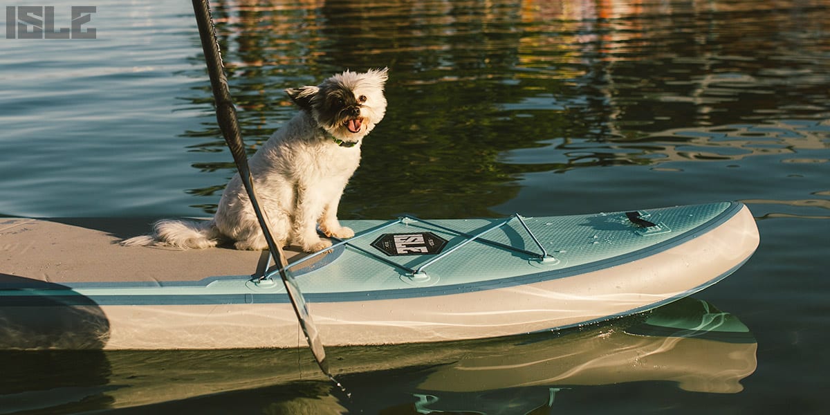 Dog paddle boarding