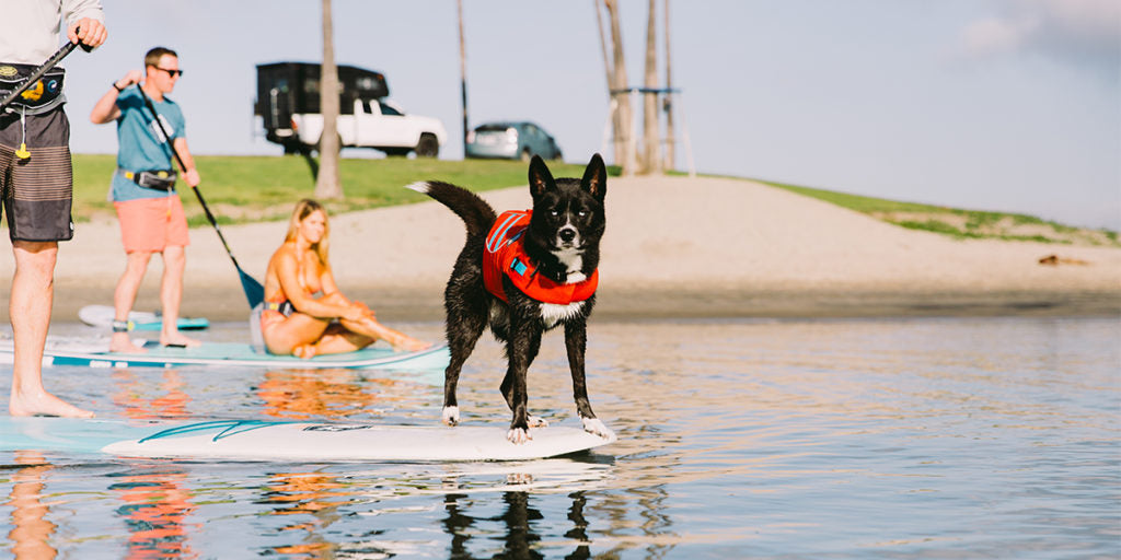 Dog on the nose of a stand up paddle board with couple in the background