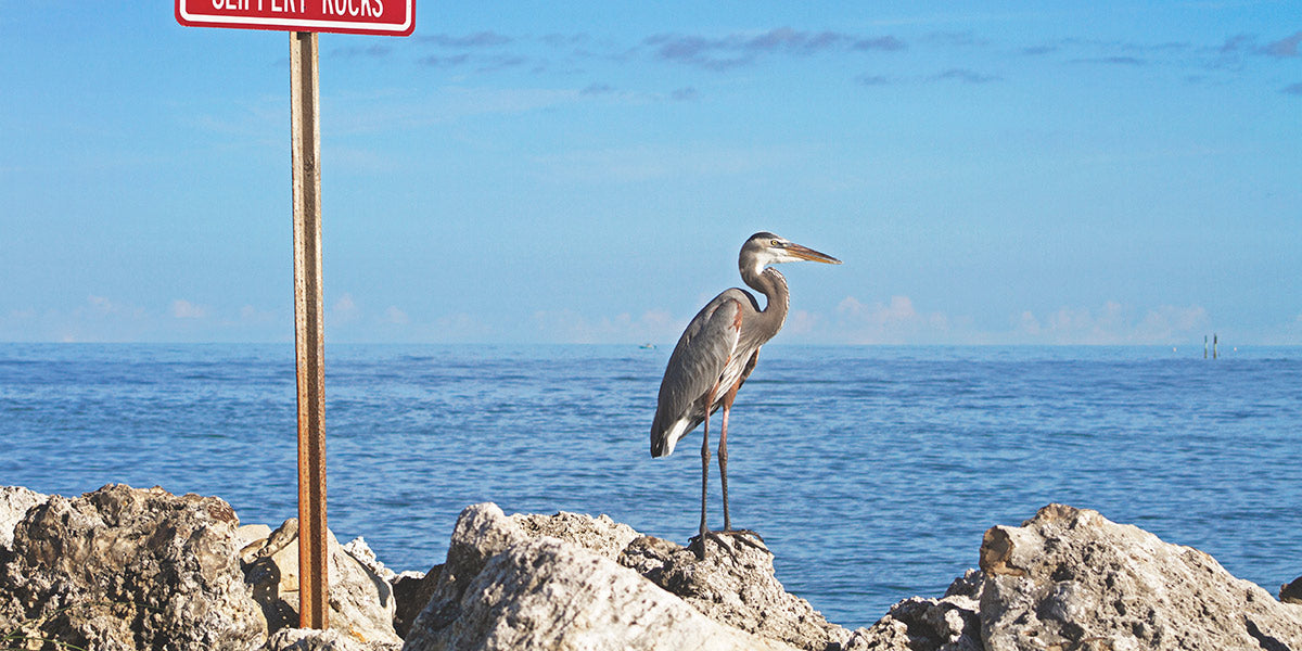 Best Places to Paddle Board in Florida