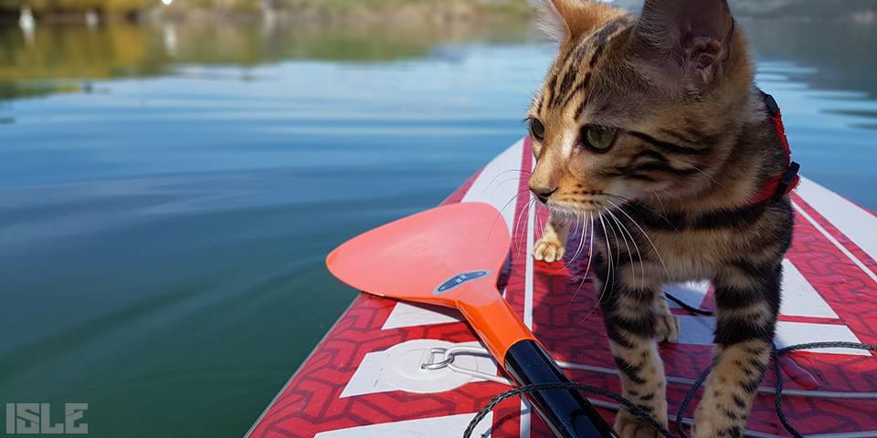 Paddle Boarding Cat