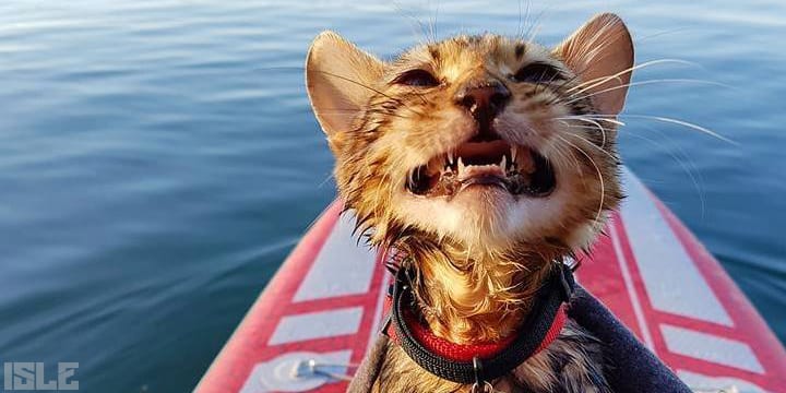 Paddle Boarding Cat